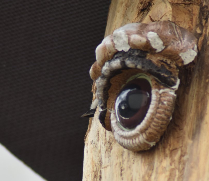 Blaumeise schaut aus dem Loch