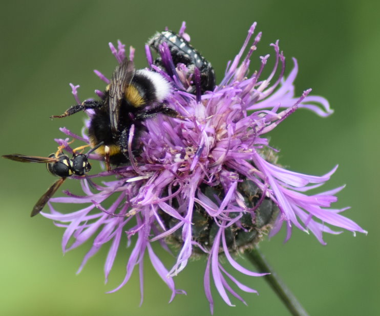 Blüte hart umkämpft