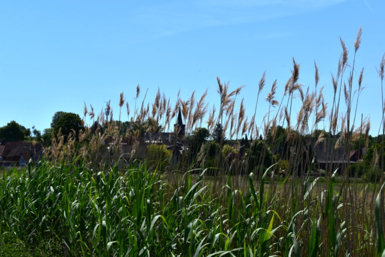 Blick über die Salzwiesen auf Selters