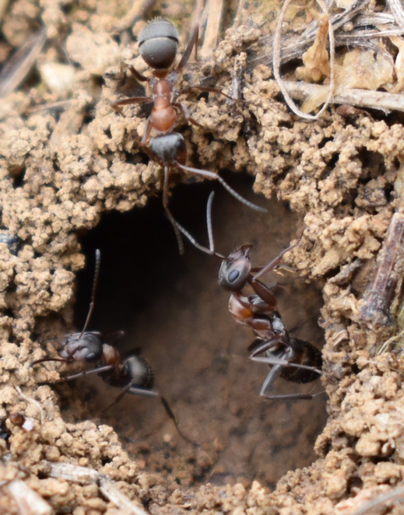 Und dann am Boden ein Loch. Und heraus schauen einige Ameisen. Ich habe im Naturführer nachgeschaut und war erschrocken, wie viele Arten dort aufgeführt sind. Noch schwanke ich zwischen der Blutroten Raubameise und der Roten Waldameise. Da es hier aber keinen Wald gibt, würde ich zur ersten tendieren. Und die ist gar nicht zimperlich. Sie überfällt andere Ameisenvölker, stiehlt die Puppen und verklavt diese dann. - Also klare Anwärter für die "Achse des Bösen"... ;-)