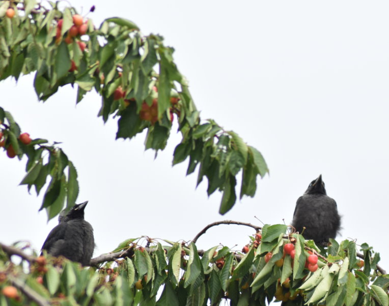 AuAuch diese beiden kleinen hoben kurz nach dem Foto ab.