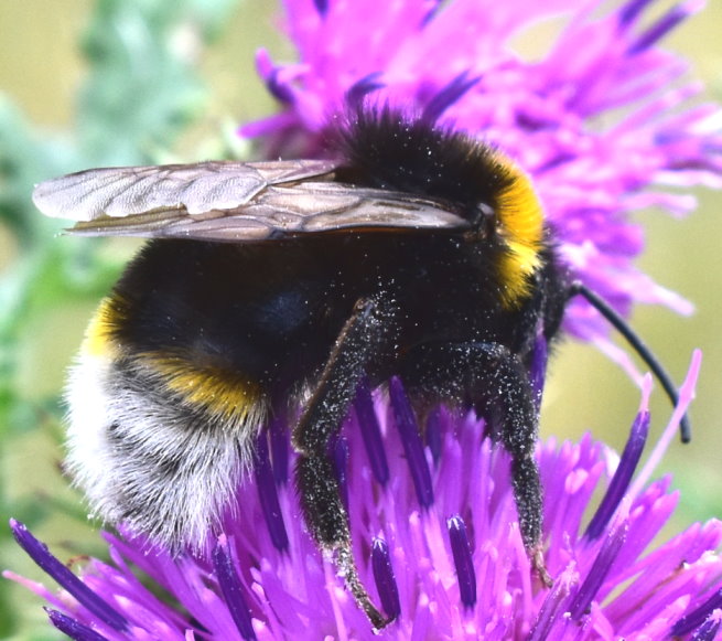 Hummel auf Distelblüte