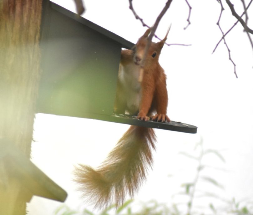 Eichhörnchen am Futterautomat