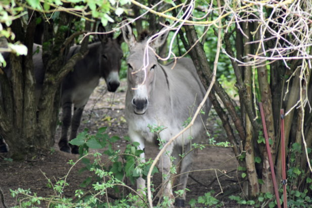 Und dann tauchten auch die tierischen Landschaftspfleger auf. Erst eins, dann zwei,...