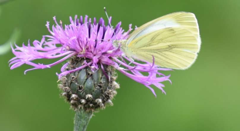 Das hier scheint ein Weißling zu sein, vielleicht ein Kohlweißling? So sicher bin ich mir da noch nicht...