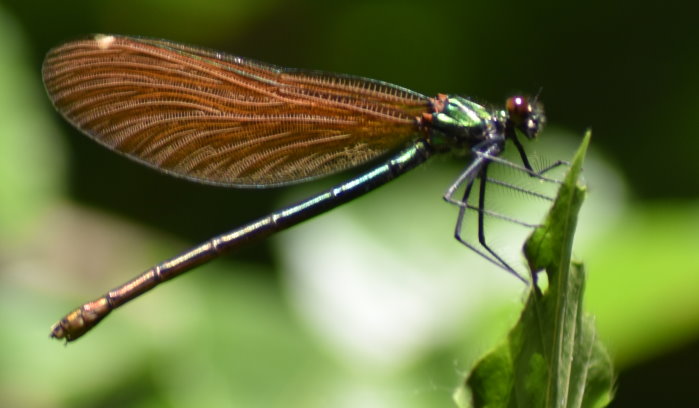 Gebänderte Pracht-Libelle