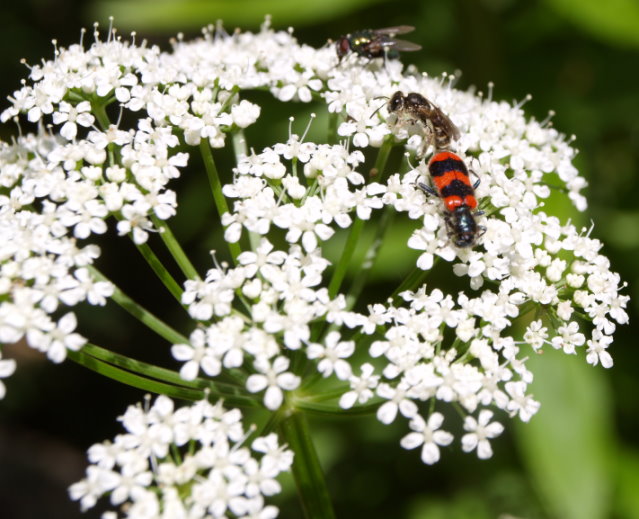 Insekten am Giersch