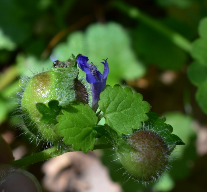 Was ist dran am Gundermann?