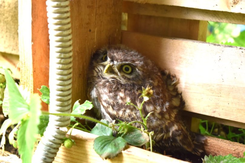 Einer der kleinen Steinkäuze hatte sich in die mittlere Etage des Erdbeerbeets gesetzt, um dort den Tag zu verschlafen. Ist ja auch ien schönes Plätzchen, geschützt und ruhig, und nahe an den leckeren Erdbeeren. ;-) Die wird er wahrscheinlich nicht fressen, dafür aber Regenwürmer, die durch den Regen der letzten Tage wieder vermehrt unterwegs sind. Außerdem stehen ja auch Mäuse auf seinem Speiseplan, und die findet er garantiert im Feld. Nach kurzen Aufnahmen mit dem Tele-Objektiv, wurde er unruhig und ich habe ihn direkt wieder in Ruhe gelassen.