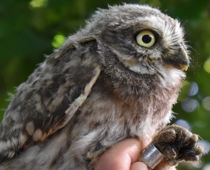 Hier erkennt man feine Federchen am Schnabel. Sie dienen den Tieren bei der Jagd wie z.B. den Katzen als zusätzlicher Sinn. Käuze besitzen auch eine Nickhaut, wodurch das Auge z.B. vor sich wehrenden Mäusen geschützt wird. Zu ihrer Hauptspeise zählen Regenwürmer, die sich bei dem trocknen Wetter momentan relativ rar machen. Daher konzentrieren sie sich wohl eher auf Mäuse. Damit diese sie nicht beim Anflug hören, sind die Federn der Tiere teilweise aufgefächert, es gibt keine klaren Kanten und somit auch keine Fluggeräusche.