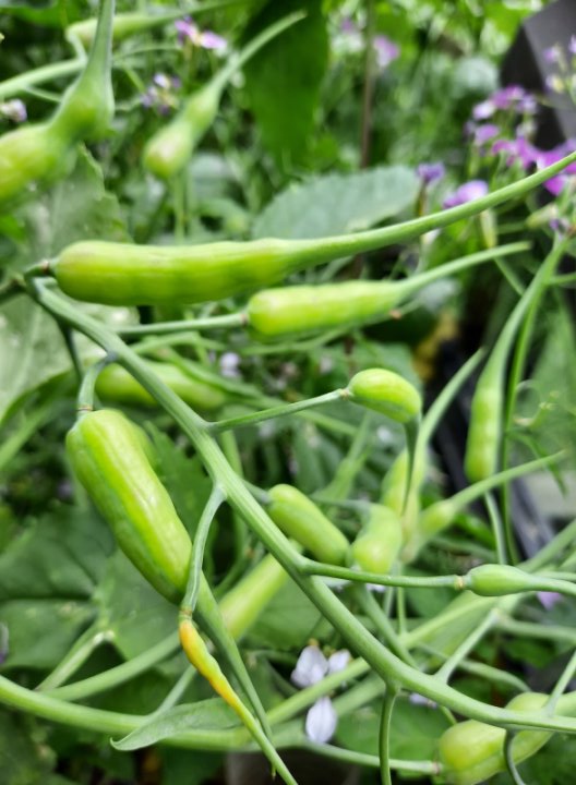 Die Schoten des Rattenschwanz-Rettichs