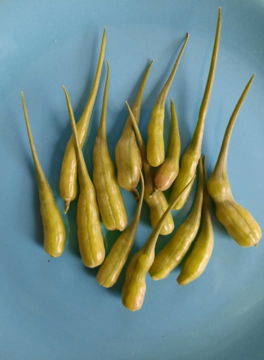 Und hier die geernteten Schoten. Sie wirken hier eher, sind aber tatsächlich grün.