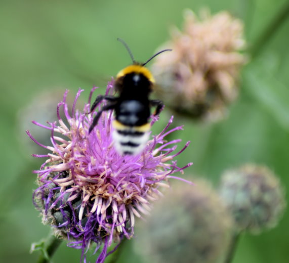 Ein Stück weiter hob auch diese Hummel ab. - Vielleicht eine Erdbauhummel?