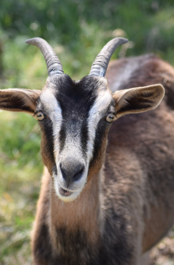 Die Ziege mit dem irren Blick