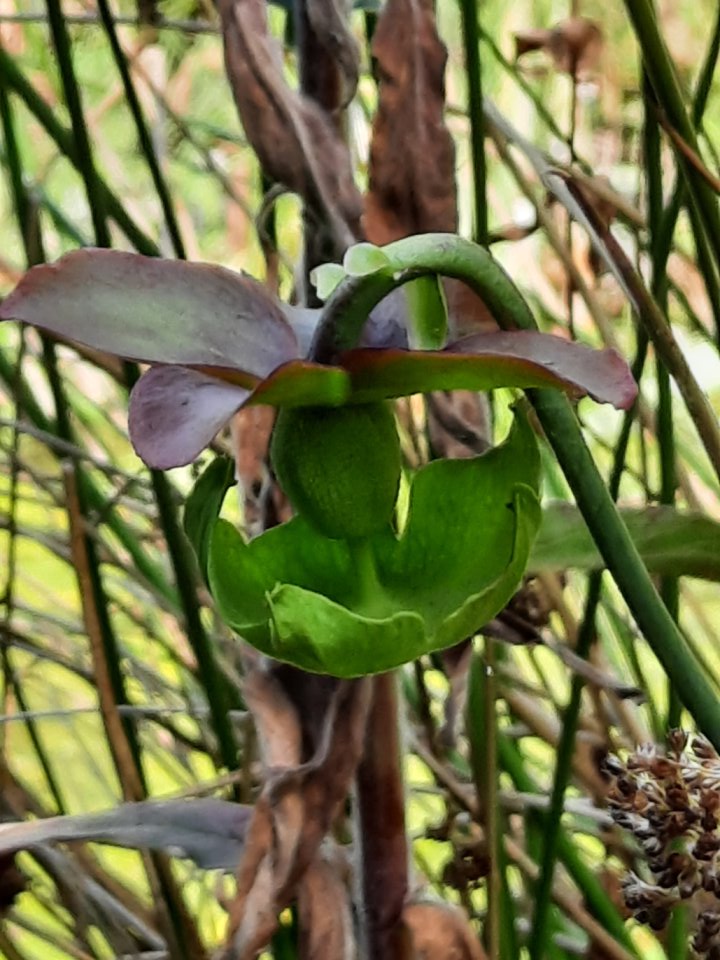 Die Blüte der Schlauchpflanze auf meiner Teich-Insel