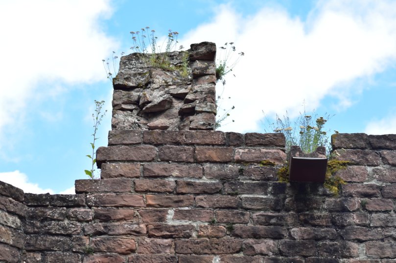 Die Natur findet immer einen Weg...