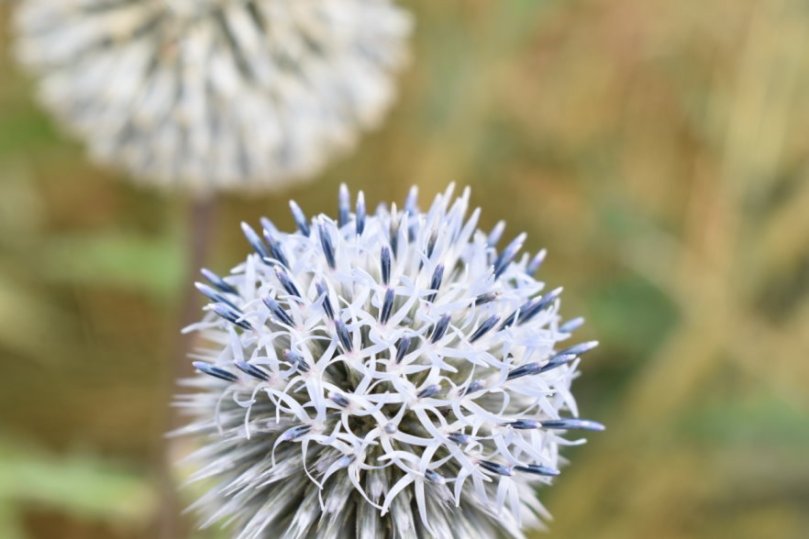 Ein Bienen-Magnet, auch wenn hier keine zu sehen war.