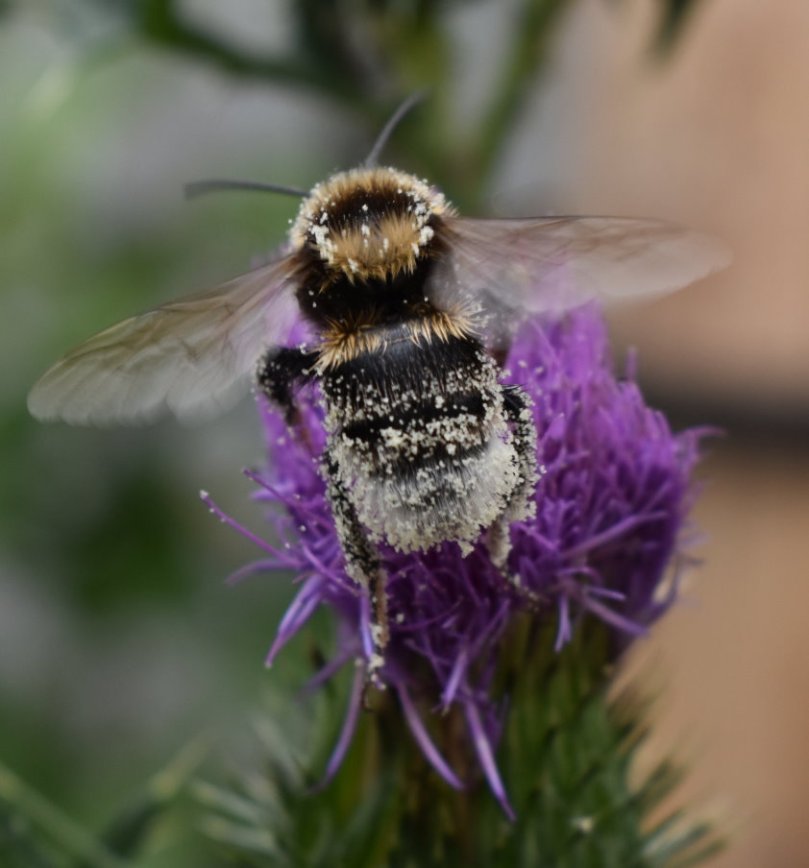 Dann kam ein ganz dicker Brummer vorbei