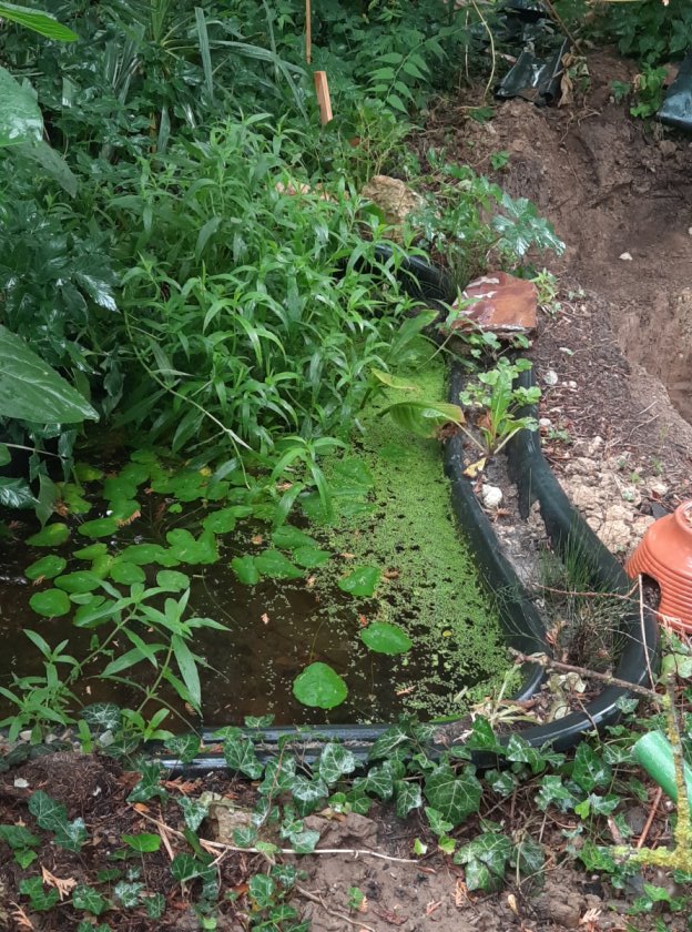 Frosch- und Molch-Tümpel