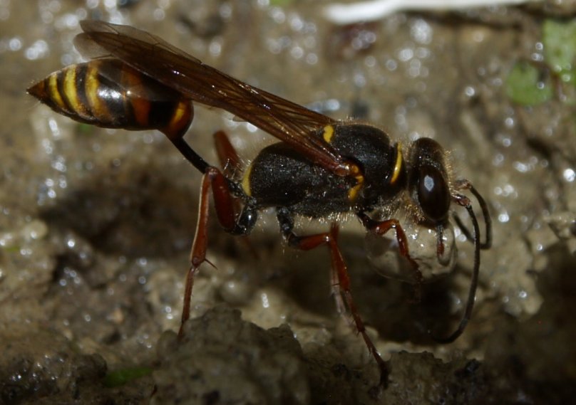 Orientalische Mauerwespe mit großer Lehmkugel