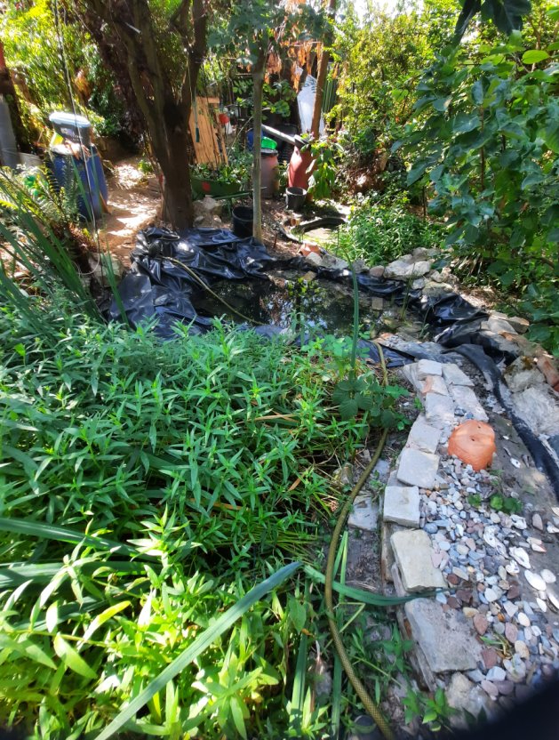 Man sieht hier ein Stück des Bachlaufs, den ich noch fertig gestalten und bepflanzen muss. Im Vordergrund ist der alte Teich zu erkennen, etwas zu dicht bewachsen vom Sumpf-Ziest. Dieser Ziest ist wild gewachsen, wuchert etwas zu stark, aber ist ein Anziehungspunkt für Falter. Dahinter sieht man den neue angelegten Teich. Und ganz im Hintergrund ist das Becken für Frösche und Molche zu erkennen.