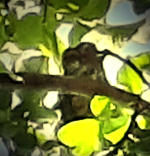 ...Steinkauz War es einer der Jungen oder ein Elterntier? Das konnte ich nicht definitiv sagen, und mit dem Handy wurde das Bild auch etwas unscharf. Aber man kann sogar das "Gesicht" ganz gut erkennen. Denn er saß schließich fast ganz oben im Baum. Gewölle fand ich auch im Garten, also scheint er hier auf Mäusejagd zu gehen.