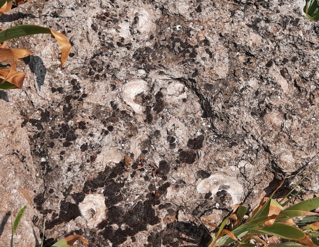 Bei der Kirche erzählt der Austernfelsen vom Abgrund, vor dem wir nun stehen: Vor 30 Millonen Jahren war der Meeresspiegel deutlich höher. Dort, wo der Felsen heute liegt, lag damals ein tropisches Meer mit Haien, Rochen und eben auch Austern, wie man hier in den weißen Versteinerungen erkennen kann. Der Grund für den höheren Meeresspiegel: Damals lag die globale Temperatur höher, es gab praktisch kein Eis an den Polkappen, und der Meeresspiegel war 30 Meter höher als heute. Wir können gerade beobachten, wie das Eis an Nord- und Südpol dahin schmilzt und was dann mit dem Meeresspiegel passieren wird, kann man sich vorstellen. Aber wahrscheinlich freut sich mancher Zeitgenosse selbst darüber: Schließlich muss er dann nicht in die Südsee fahren, um ein tropisches Meer zu sehen. Doch ob das alles so idyllisch für die Menschheit wird, wage ich sehr zu bezweifeln.