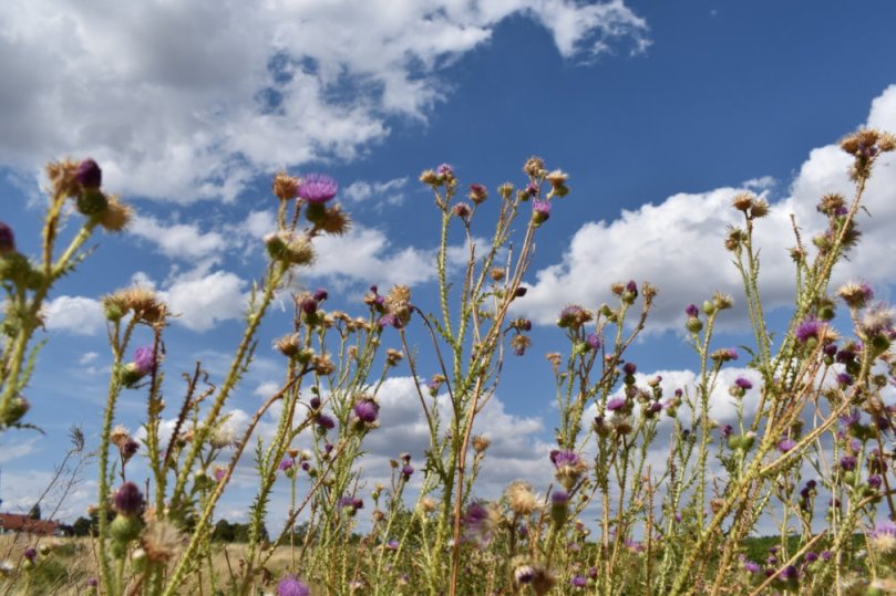Die Wegdistel auf der Ausgleichsfläche