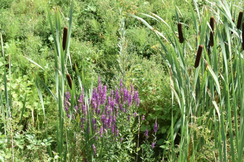Renaturierter Kapellengraben mit Rohrkolben und Blutweiderich