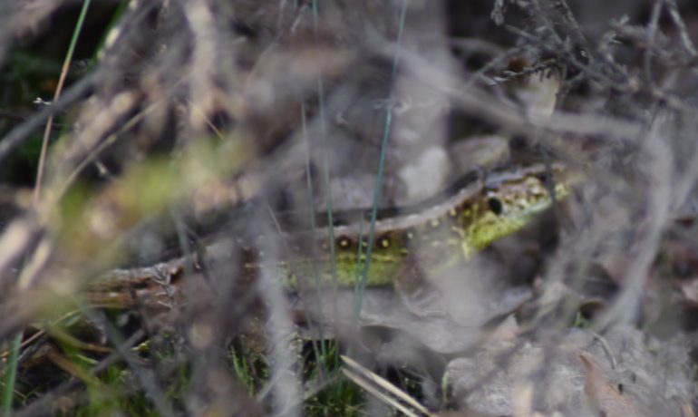 Und im Gestrüpp freuen sich die Saurier über den Klimawandel.