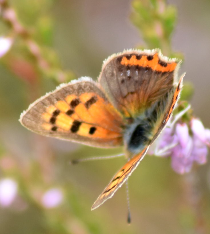 Welcher Falter das hier ist kann ich gerade icht herausfinden. Ein schönes ist es allemal. :-)