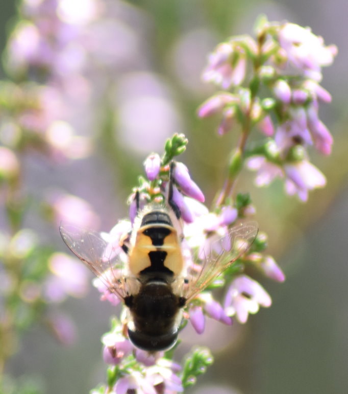 Eine Fliege im Heidekraut