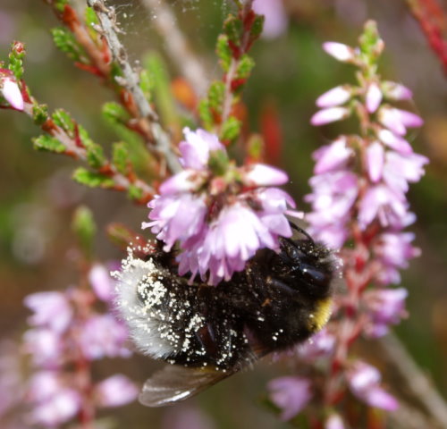Auch Hummeln fliegen auf die Blüten