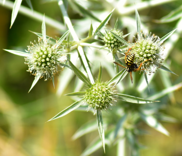 Wespe auf Distel