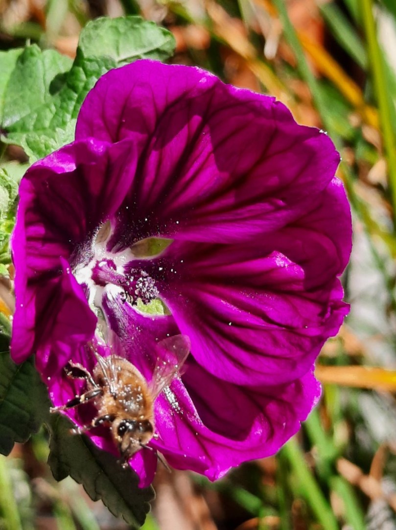 Biene in der Malvenblüte