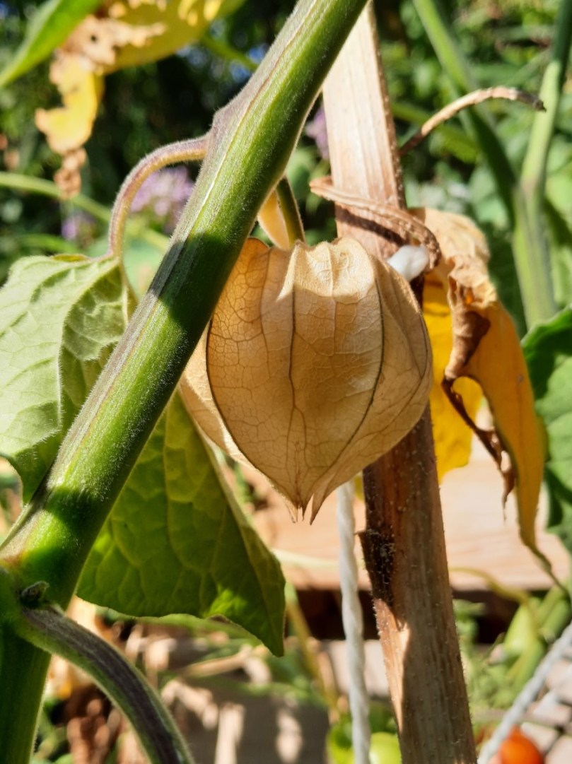Zuckersüße Andenbeere, auch bekannt als Physalis