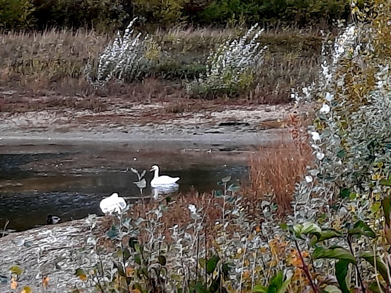 Sitzen die Schwäne bald auf dem Trocknen? Dieser kleine See ist ein Stück Naturschutzgebiet, hier tauchen öfters Kiebitze auf. Doch die letzten Sommer haben ihre Spuren hinterlassen, der Wasserstand ist extrem niedrig. Hoffen wir auf sehr viel Regen!