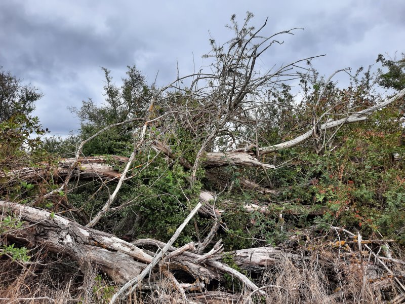 Totholz ist Lebensraum