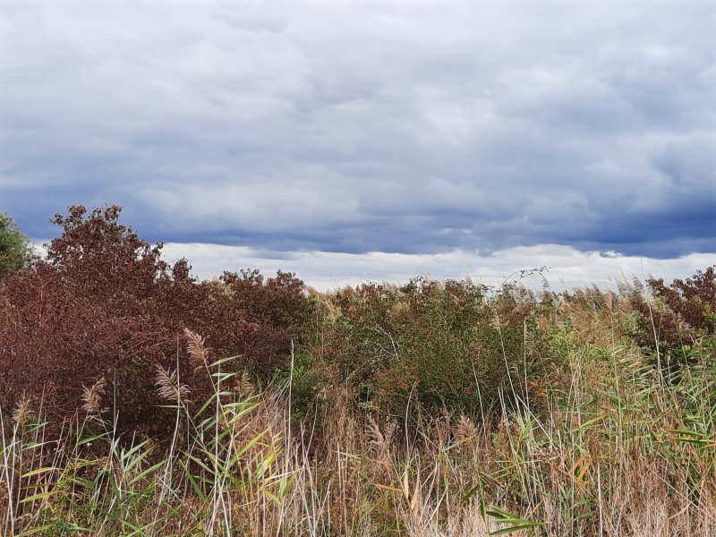 Die Hecken werden herbstlich, der Himmel auch