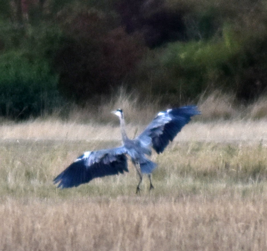 Ein Graureiher im Landeanflug. Er fängt vielleicht einige der vielen Mäuse, die massenhaft Gänge gegraben haben und über den Weg huschen.