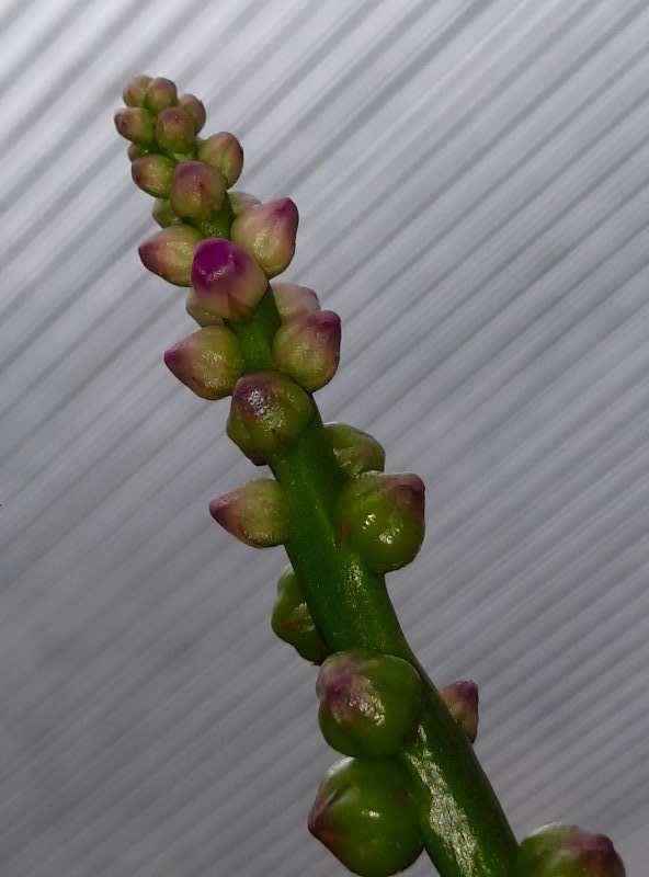 So sehen die Blüten-Knospen aus.