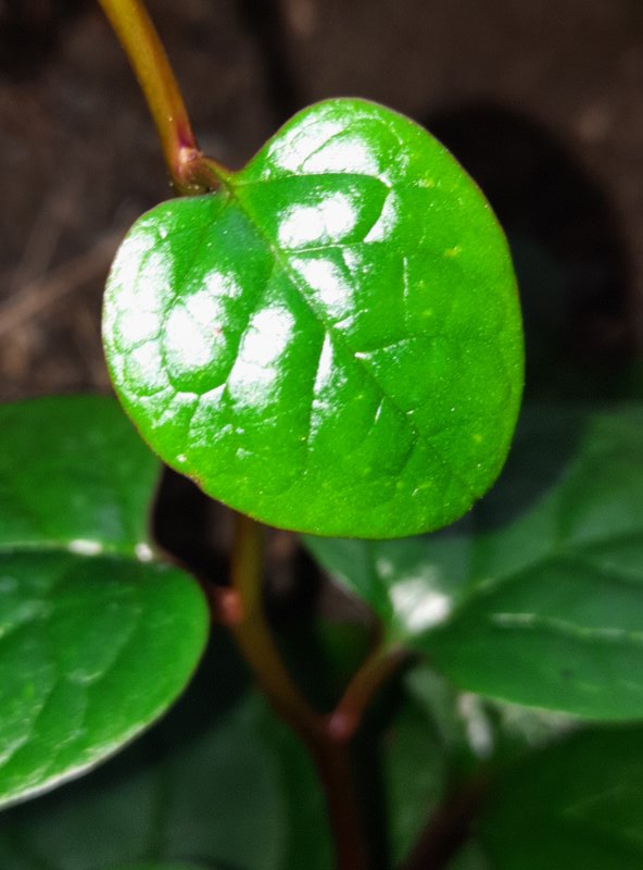 Die Blätter haben etwas von einer Zimmerpflanze, der Efeu-Tute