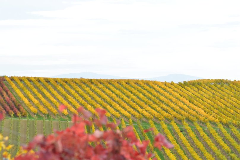 Hinter den Weinbergen zeigt sich die Bergstraße in Hessen auf der anderen Rheinseite.