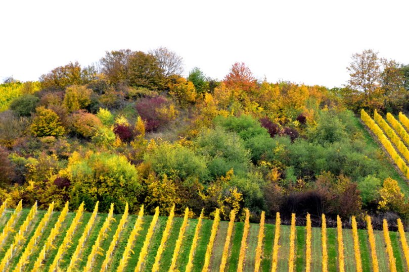 Eine Ökokontofläche inmitten der Weinberge