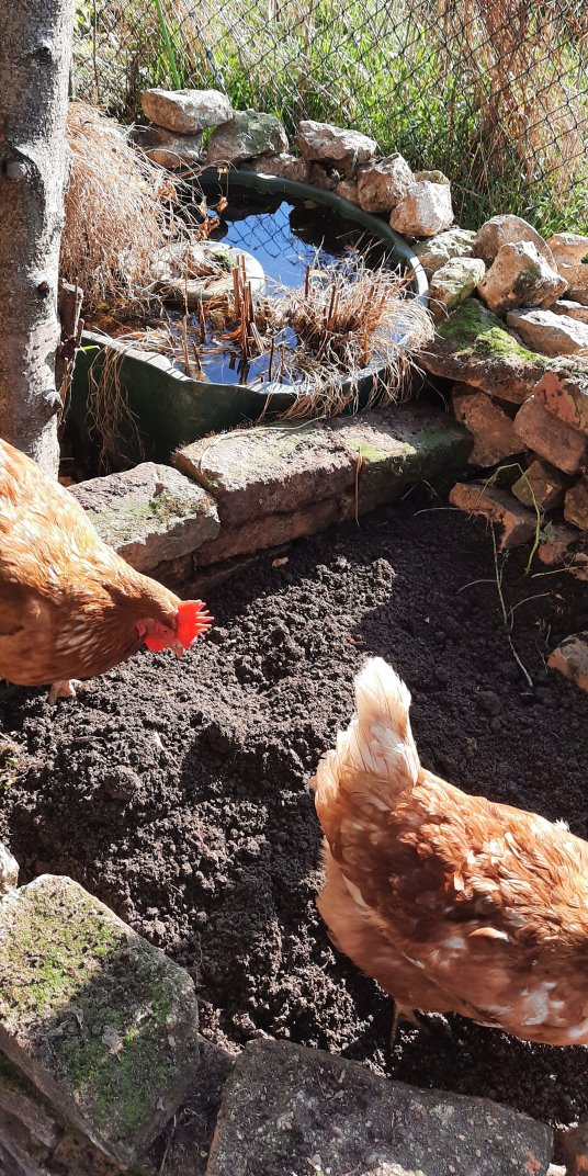 Zwei Hühner im Beet