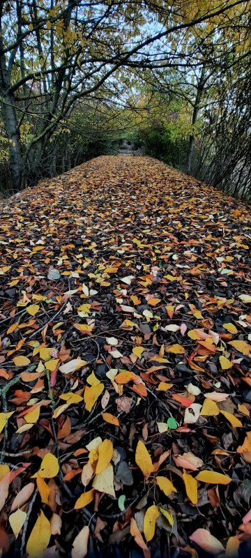 Herbstlaub auf dem ehemaligen Bahndamm
