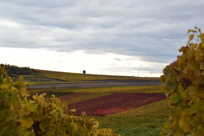 Blick durch die Reben