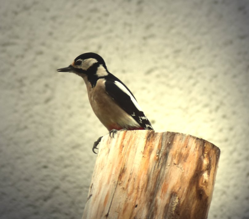 Buntspecht auf Baumstamm