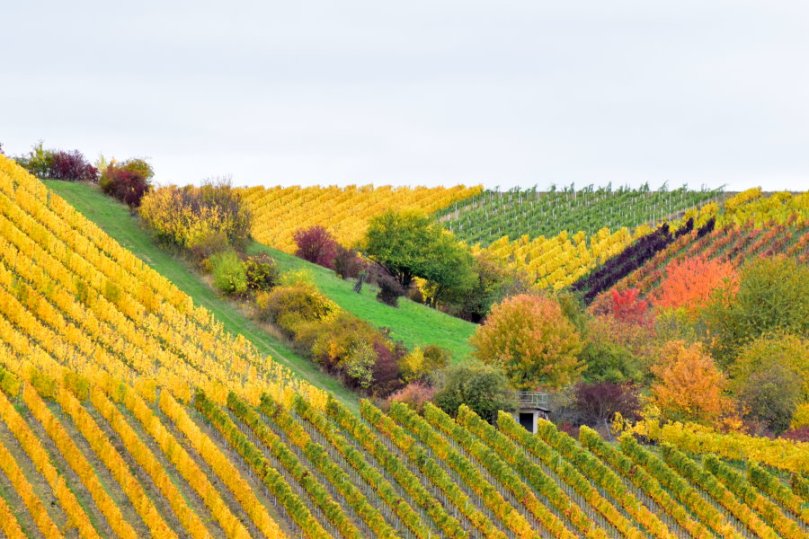 Hecken in den Weinbergen