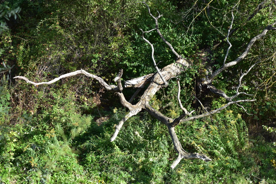 Morsches Holz hängt über den Seitenarm
